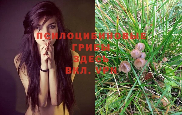 PSILOCYBIN Горняк